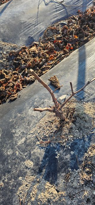 뿌리묘목농원님의 자유주제 · 자유게시판 작성글 사진