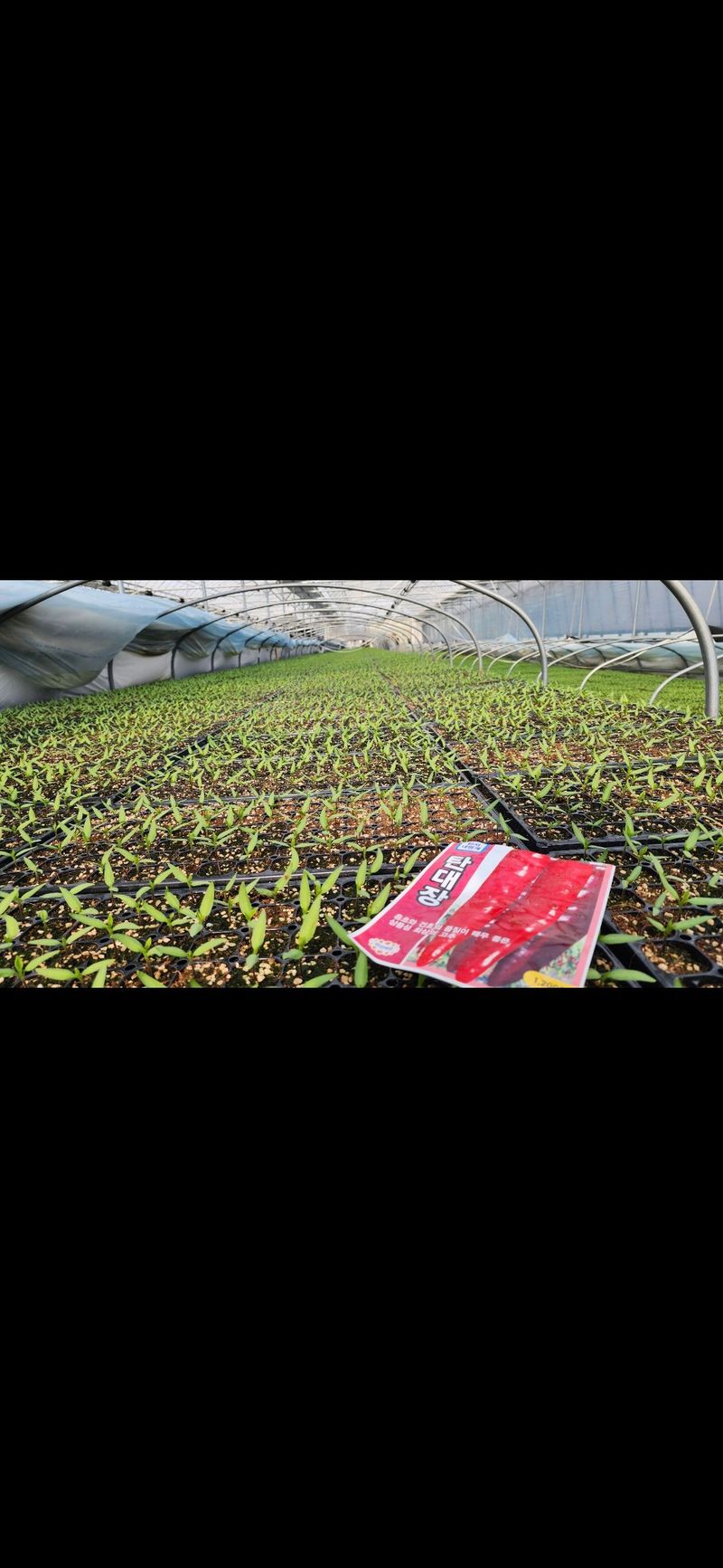 손태겸님의 장터 판매 상품 [고추종자 씨앗 복합내병계 극대과종 1200립] 첨부 사진