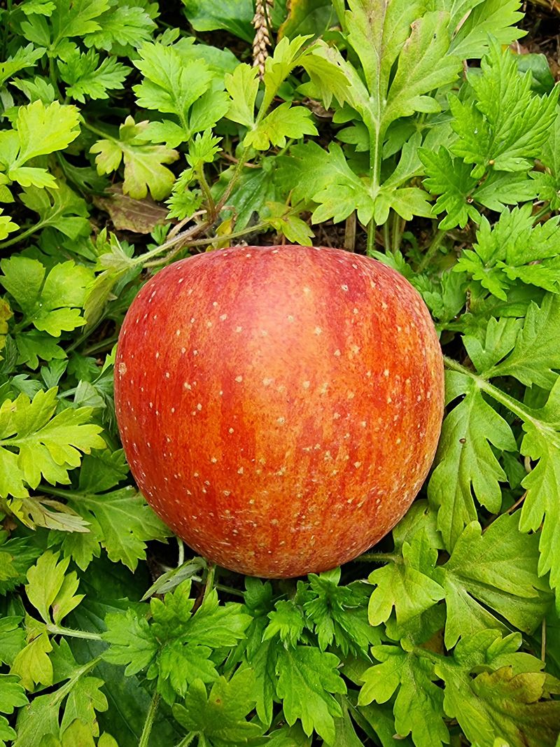 호랑이와인성이님의 장터 판매 상품 [봉화부사 5kg] 첨부 사진