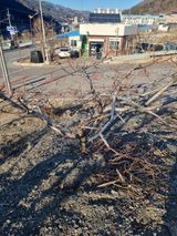 팜모닝 자유주제·자유게시판 게시글 이미지