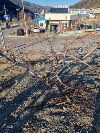 김용대님의 자유주제 · 자유게시판 작성글 사진