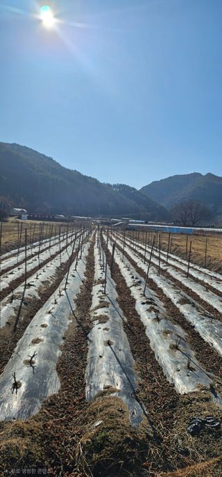 뿌리묘목농원님의 자유주제 · 자유게시판 작성글 사진