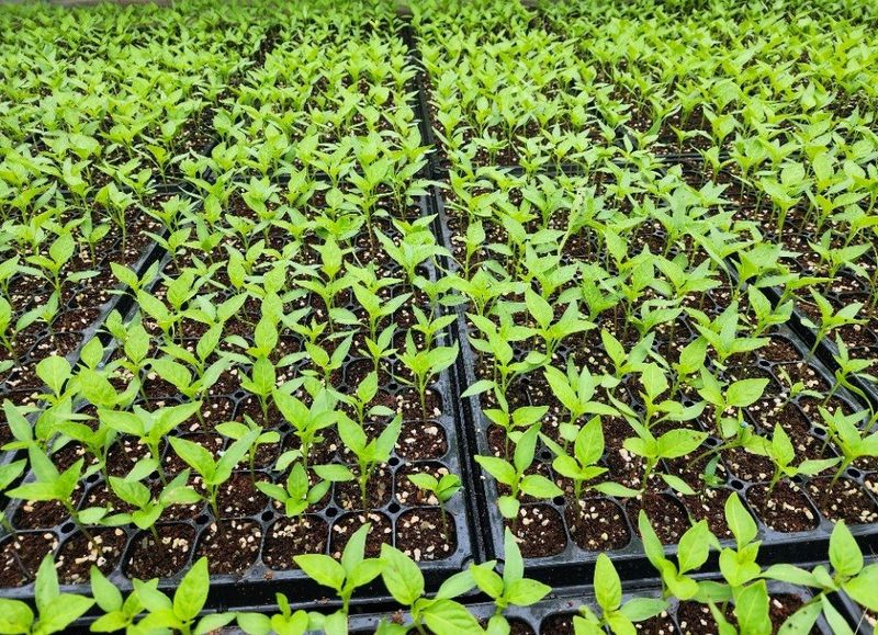 손태겸님의 장터 판매 상품 [고추종자 씨앗 복합내병계 극대과종 1200립] 첨부 사진