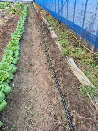 허굴산농장님의 자유주제 · 자유게시판 작성글 사진