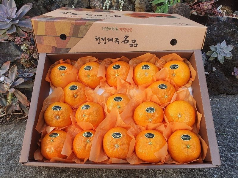 장터 상품 [(선물용) 프리미엄 레드향] 썸네일