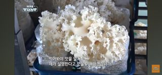 호미자루님의 자유주제 · 자유게시판 작성글 사진