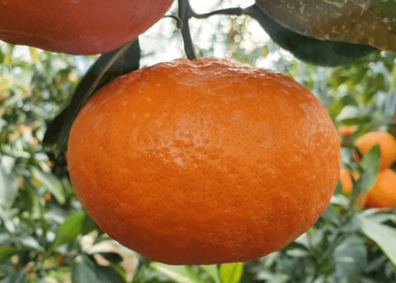 스피드번님의 장터 판매 상품 [(선물용) 프리미엄 레드향] 첨부 사진