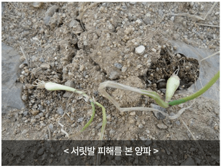 엔피코뉴스님의 자유주제 · 자유게시판 작성글 사진