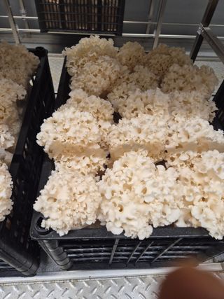 호미자루님의 자유주제 · 자유게시판 작성글 사진