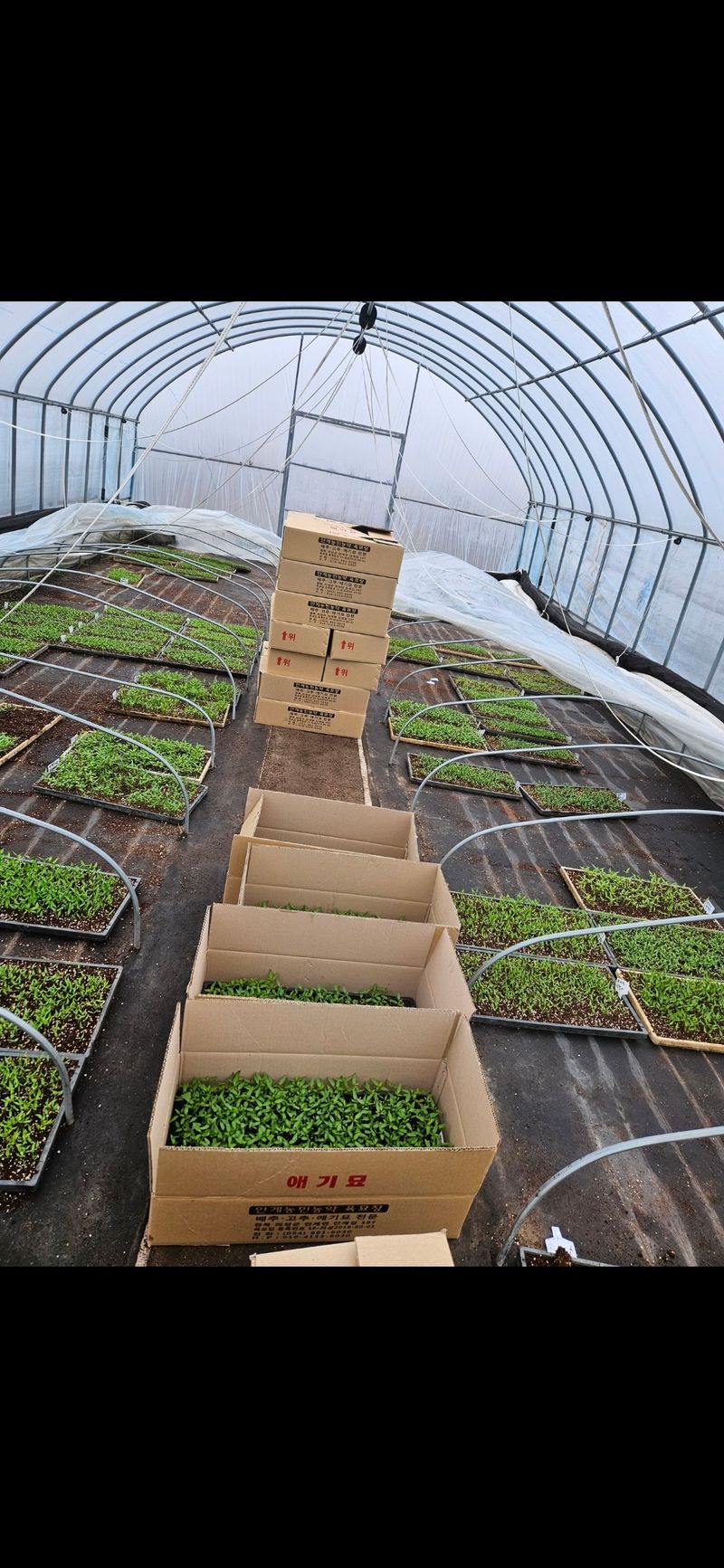 손태겸님의 장터 판매 상품 [고추종자 씨앗 복합내병계 극대과종 1200립] 첨부 사진