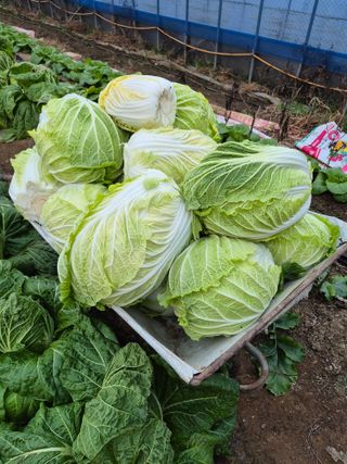 허굴산농장님의 자유주제 · 자유게시판 작성글 사진
