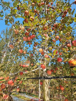 호랑이와인성이님의 작성글 사진