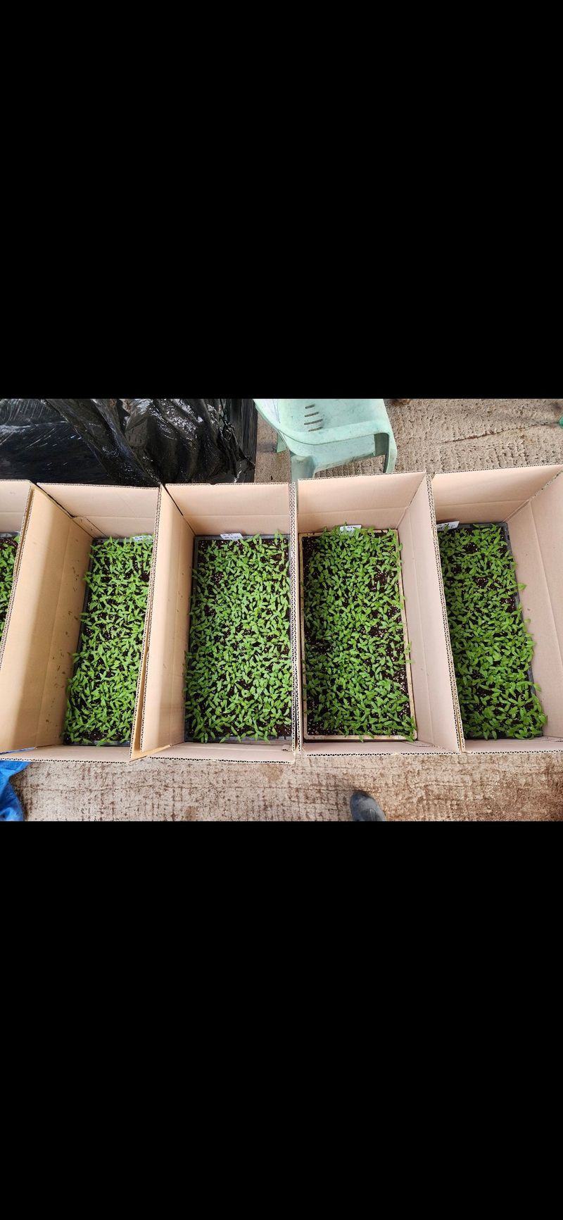 손태겸님의 장터 판매 상품 [고추종자 씨앗 복합내병계 극대과종 1200립] 첨부 사진