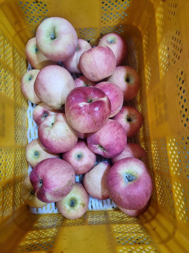 호랑이와인성이님의 장터 판매 상품 [봉화부사 5kg] 첨부 사진