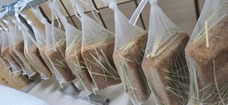 진촌다육묘목농원님의 자유주제 · 자유게시판 작성글 사진