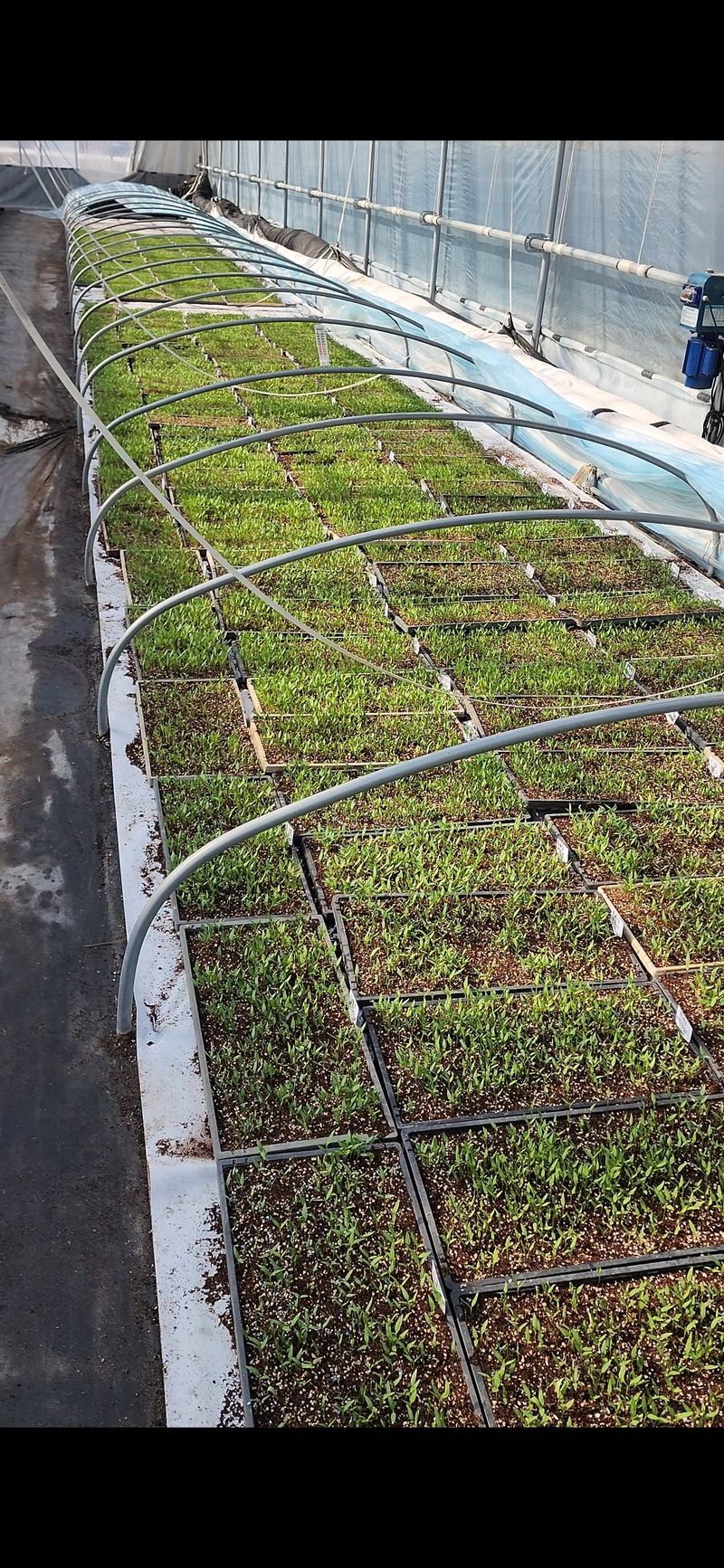 손태겸님의 장터 판매 상품 [고추종자 씨앗 복합내병계 극대과종 1200립] 첨부 사진