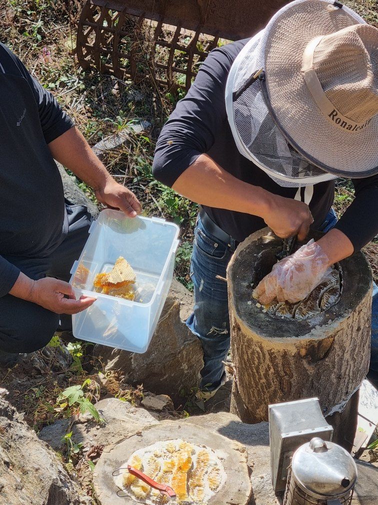모두팜님의 장터 판매 상품 [토종꿀 600g] 첨부 사진