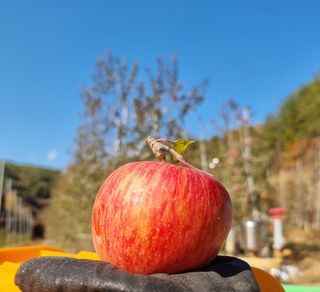 호랑이와인성이님의 작성글 사진