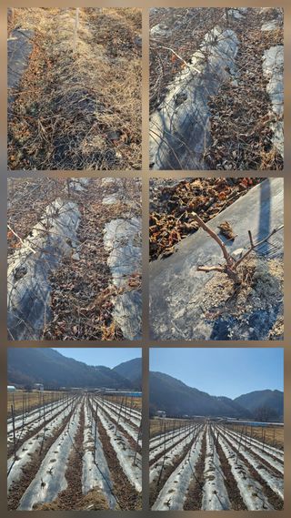 뿌리묘목농원님의 자유주제 · 자유게시판 작성글 사진