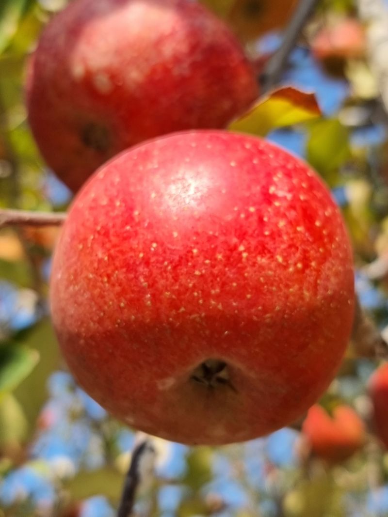 호랑이와인성이님의 장터 판매 상품 [봉화부사 5kg] 첨부 사진