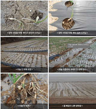 엔피코뉴스님의 자유주제 · 자유게시판 작성글 사진