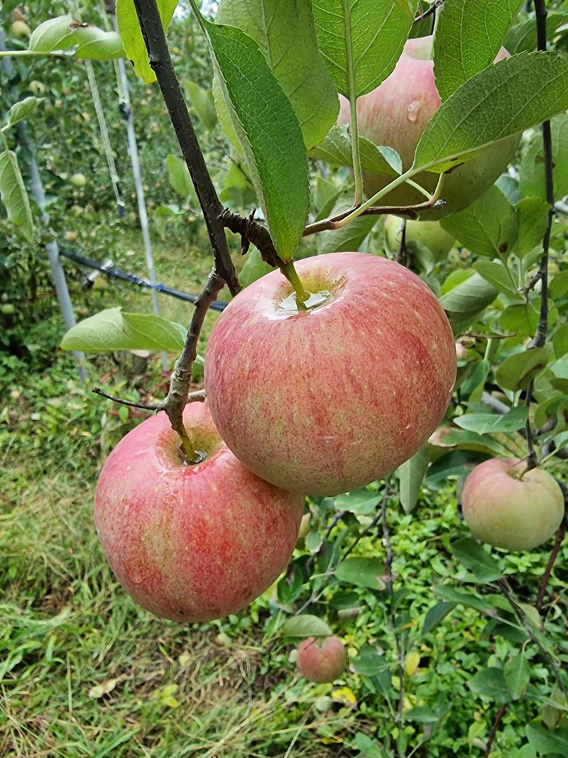 호랑이와인성이님의 장터 판매 상품 [봉화부사 5kg] 첨부 사진