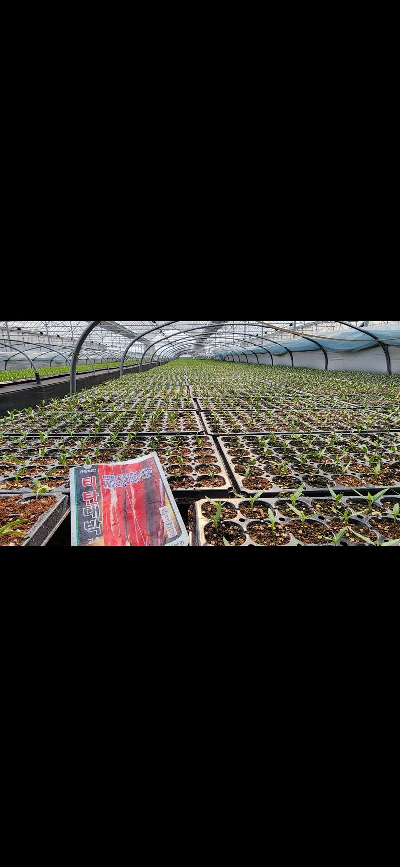 손태겸님의 장터 판매 상품 [고추종자 씨앗 복합내병계 극대과종 1200립] 첨부 사진