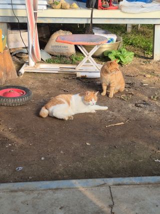 허굴산농장님의 자유주제 · 자유게시판 작성글 사진