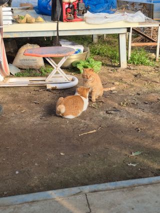 허굴산농장님의 자유주제 · 자유게시판 작성글 사진