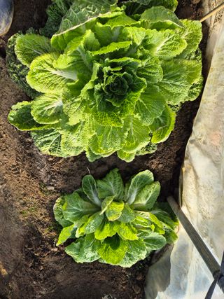 조정숙(1955)님의 자유주제 · 자유게시판 작성글 사진