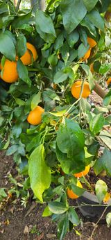 팜모닝 자유주제·자유게시판 게시글 이미지