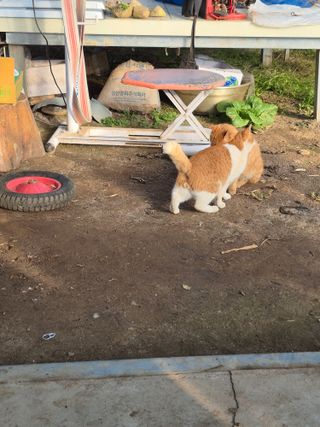 허굴산농장님의 자유주제 · 자유게시판 작성글 사진