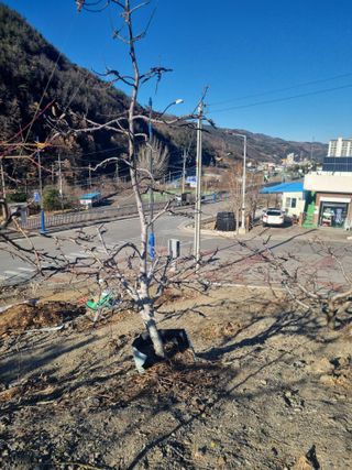 김용대님의 자유주제 · 자유게시판 작성글 사진