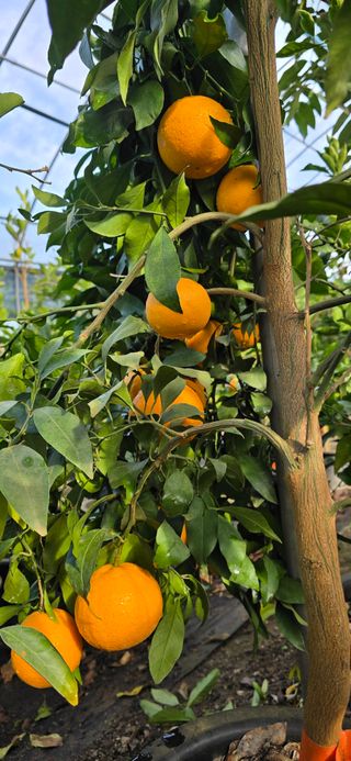 진촌다육묘목농원님의 자유주제 · 자유게시판 작성글 사진