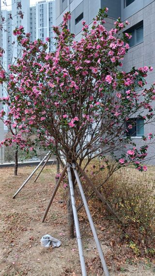 안선주님의 자유주제 · 자유게시판 작성글 사진