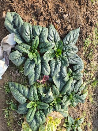 조정숙(1955)님의 자유주제 · 자유게시판 작성글 사진