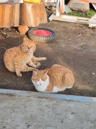 허굴산농장님의 자유주제 · 자유게시판 작성글 사진