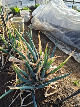 조정숙(1955)님의 자유주제 · 자유게시판 작성글 사진