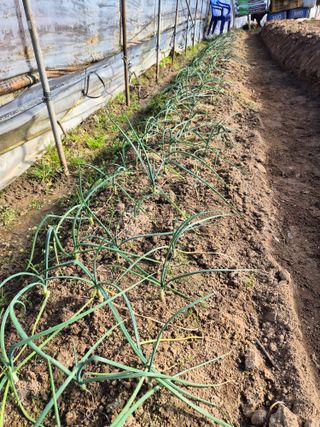 조정숙(1955)님의 자유주제 · 자유게시판 작성글 사진