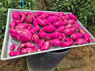 조정숙(1955)님의 자유주제 · 자유게시판 작성글 사진