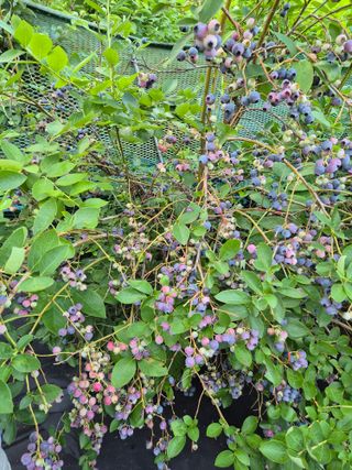 귤19190님의 작성글 사진