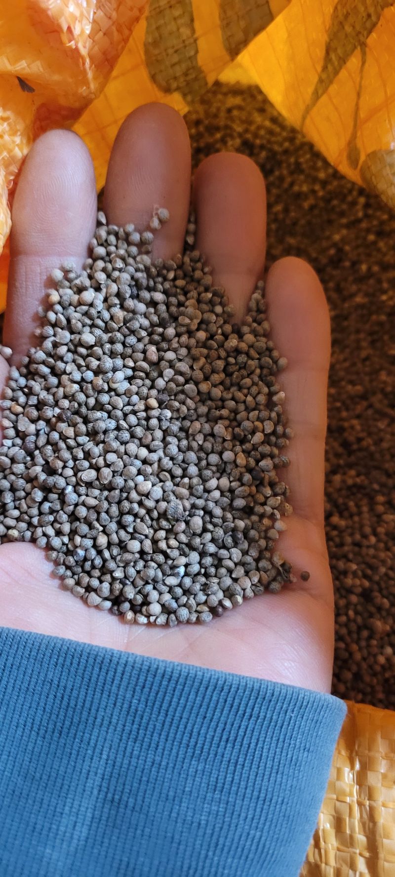 서녕영더기님의 장터 판매 상품 [햇들깨5키로] 첨부 사진