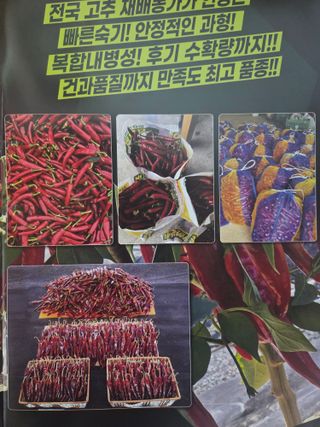 대산농사대장님의 고추 · 품종•종자 작성글 사진