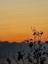 욕심내지말자님의 복숭아·자유게시판 작성글 사진