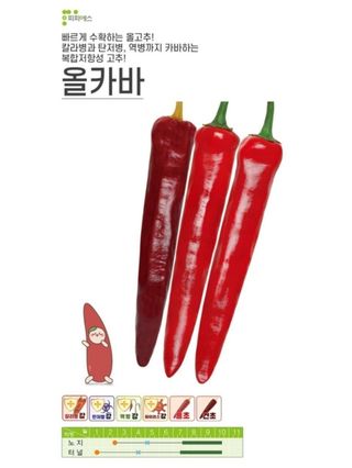 대산농사대장님의 고추 · 품종•종자 작성글 사진