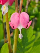 팜모닝 자유주제·자유게시판 게시글 이미지