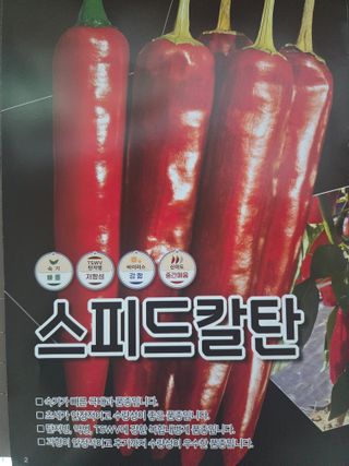 대산농사대장님의 고추 · 품종•종자 작성글 사진