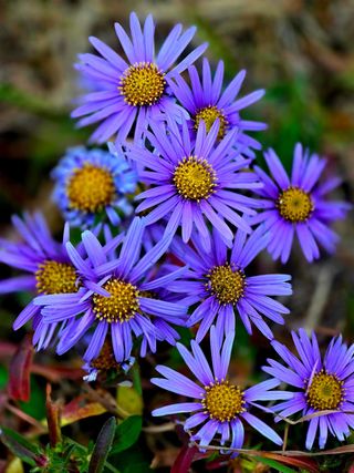 안길원님의 자유주제 · 자유게시판 작성글 사진