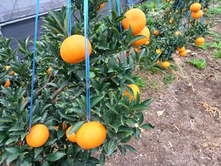 호호농장님의 귤 · 수확 작성글 사진