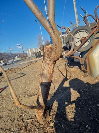 김용대님의 자유주제 · 자유게시판 작성글 사진